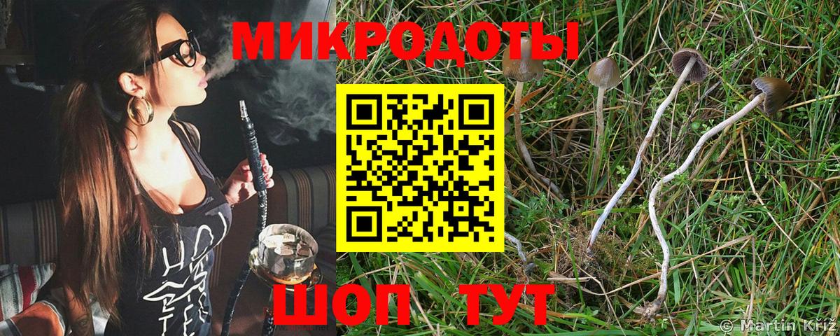Галлюциногенные грибы Psilocybe Уссурийск